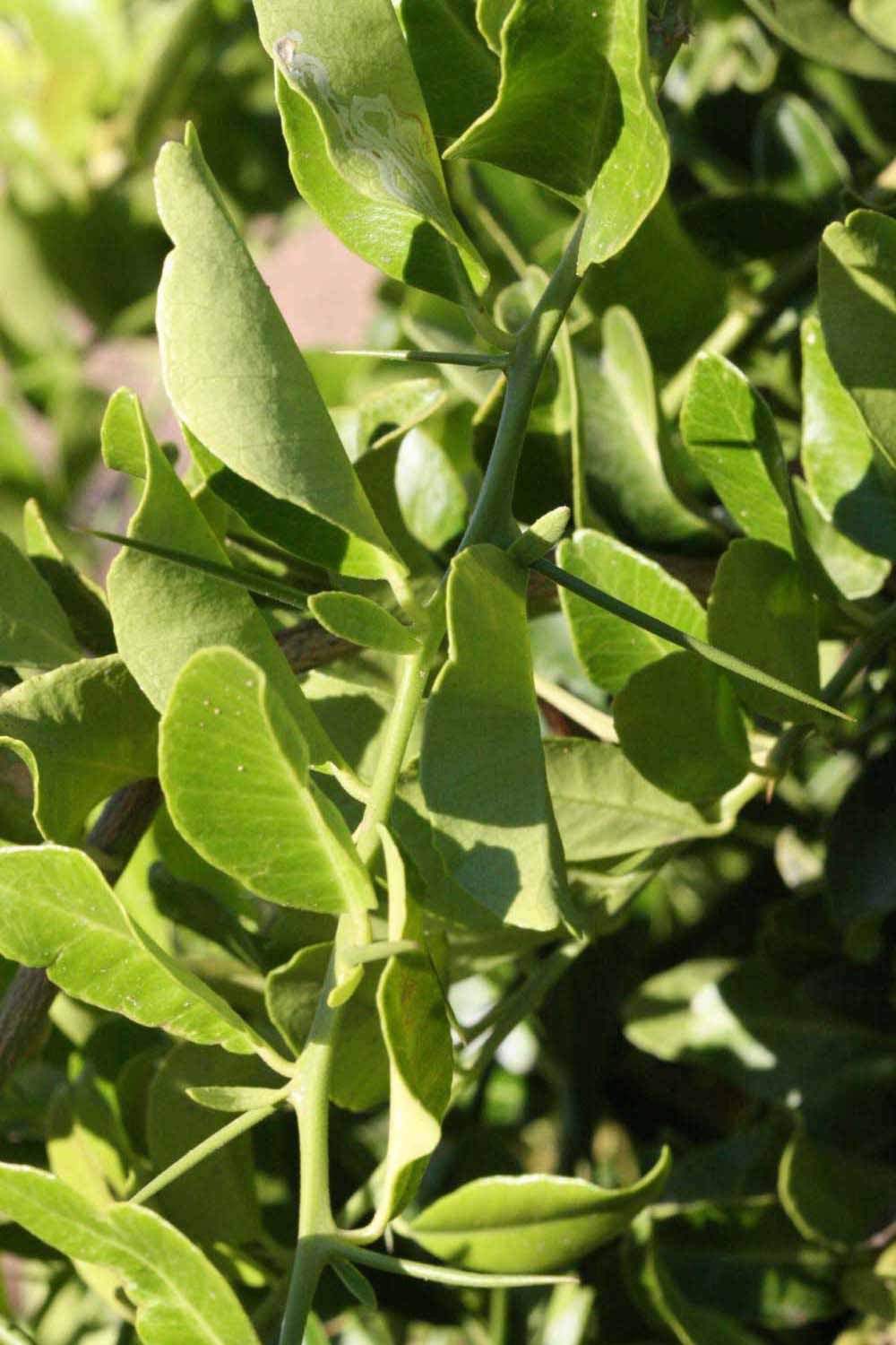              Sun leaves (Riverside, CA)       